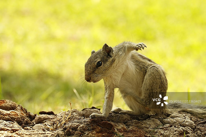 岩石上的松鼠特写镜头图片素材