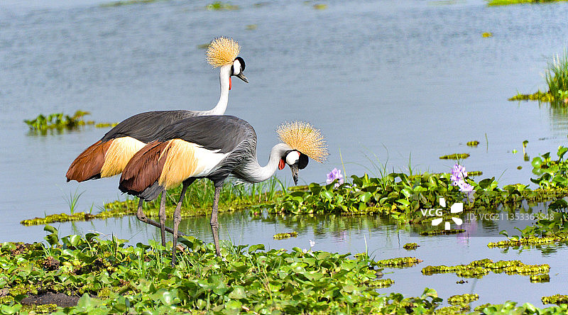 一只苍鹭图片素材