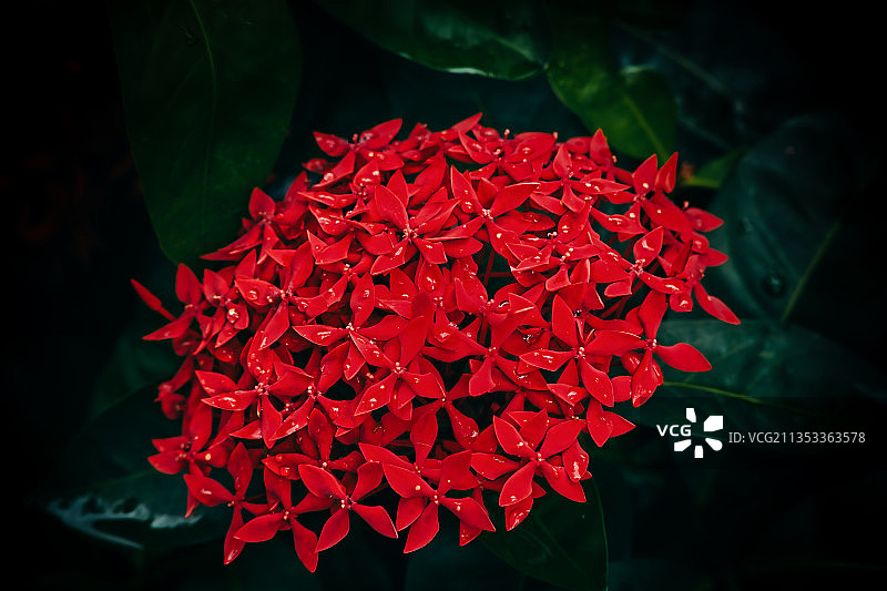 红玫瑰花特写，越南图片素材