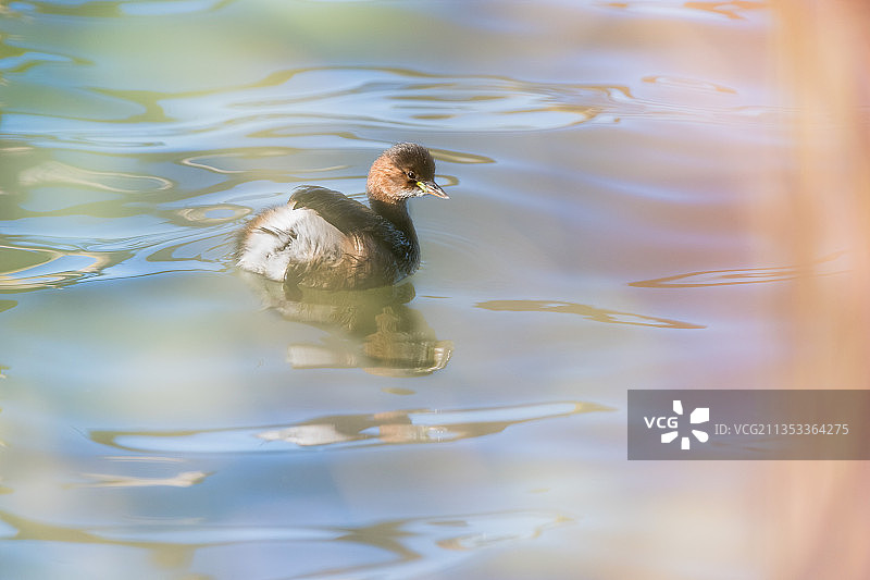 绿头鸭在湖中游泳特写，法国萨克雷图片素材