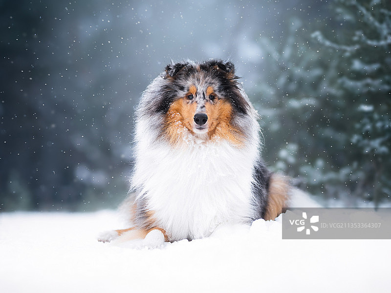 柯利牧羊犬在积雪覆盖的田野上的肖像图片素材