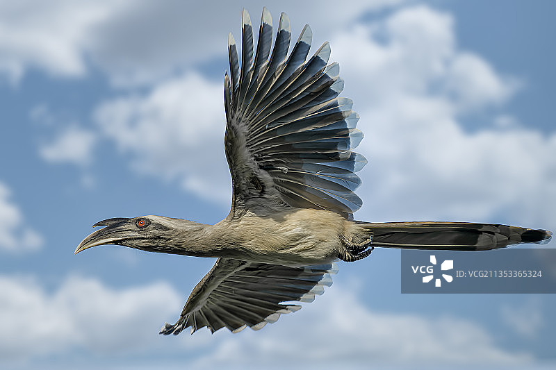 仰视在阴天飞翔的鸬鹚，印度图片素材