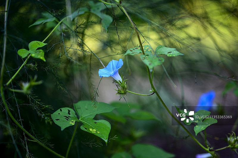 美国北卡罗来纳州紫色植物特写图片素材
