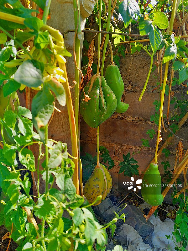 田野里生长的西瓜特写图片素材