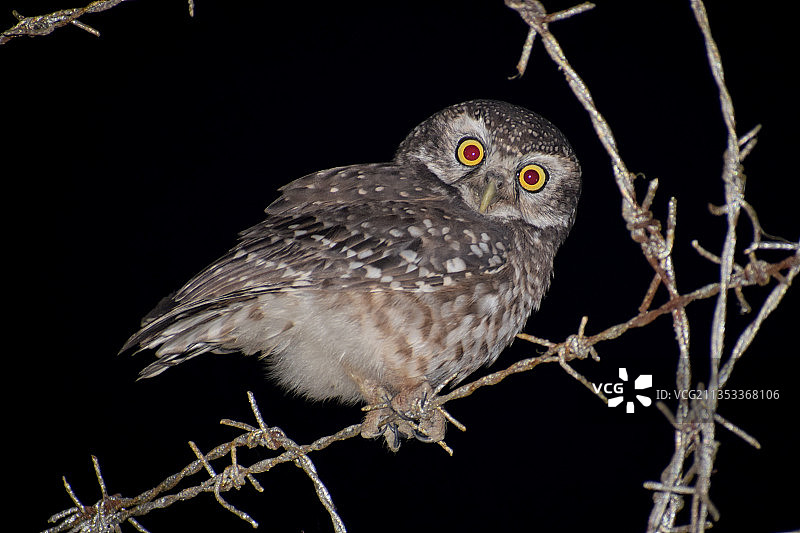 穴鸮栖息在黑色背景树枝上的画像图片素材