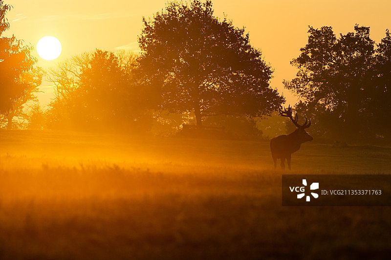 日落时分英国布拉德盖特公园田野上站立的红鹿剪影图片素材