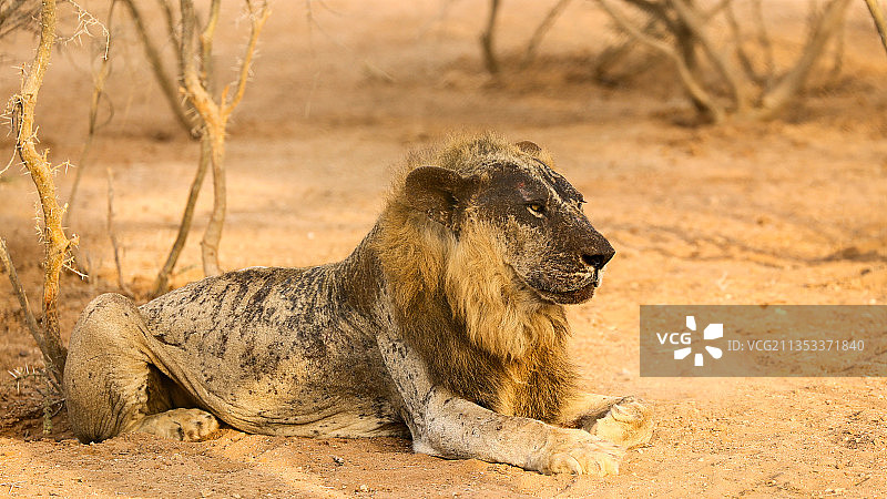 雌狮，吉布提图片素材