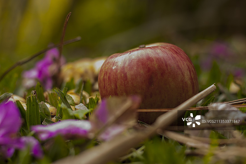 乌拉圭田野上的苹果特写图片素材