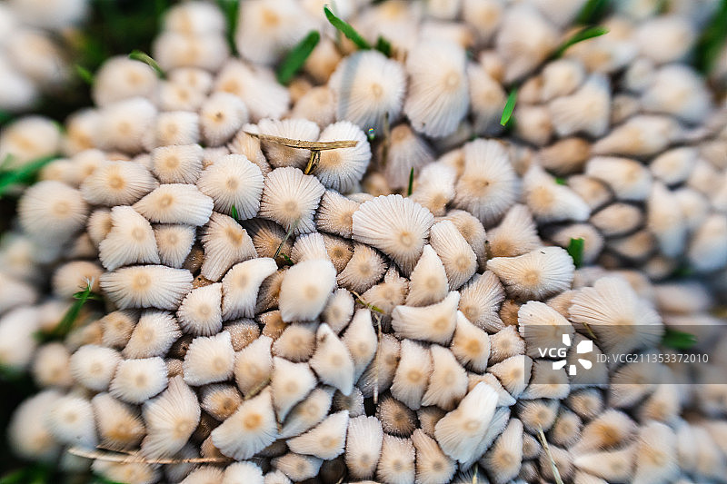 白色蘑菇特写图片素材