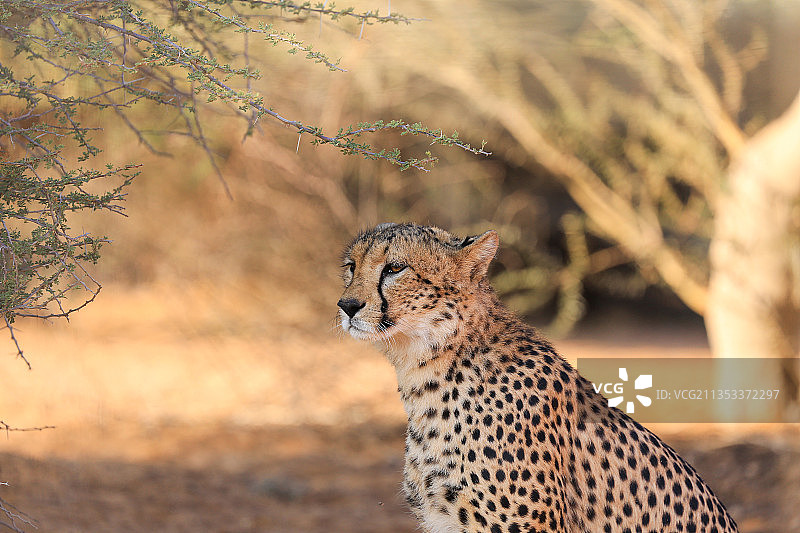 猎豹站在吉布提阿尔塔的田野上，侧面视角图片素材