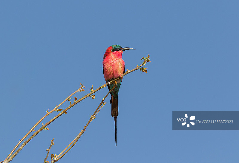 博茨瓦纳乔贝，蜜蜂栖息在树枝上的低角度景观图片素材