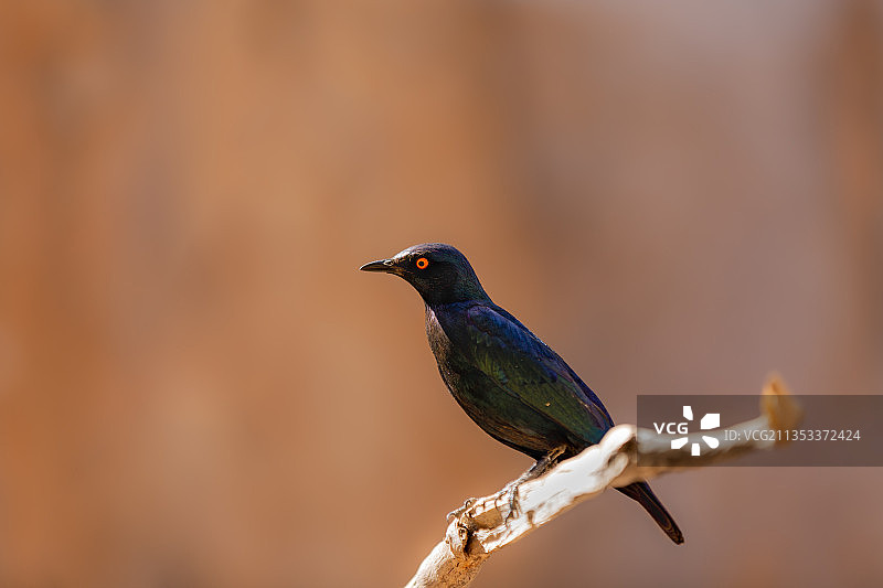 歌雀栖息在树枝上的特写，博茨瓦纳图片素材