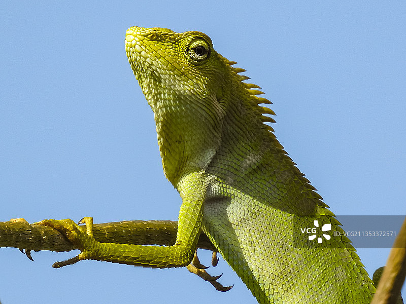 晴空下树枝上的鬣蜥特写图片素材