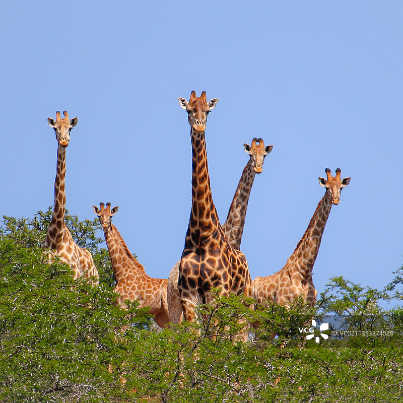 低角度拍摄的马赛长颈鹿，南非图片素材
