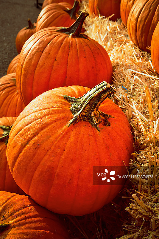 美国加利福尼亚州太平洋格罗夫的南瓜特写图片素材