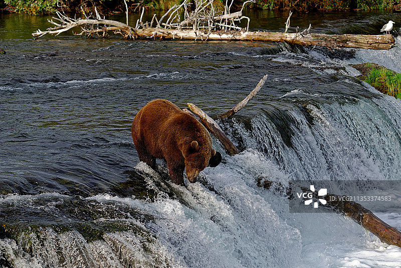棕熊站立在美国阿拉斯加布鲁克斯瀑布边缘图片素材