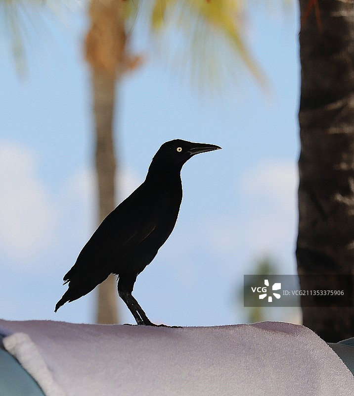 仰视视角：墨西哥金塔纳罗奥州，乌鸦栖息在棕榈树上图片素材