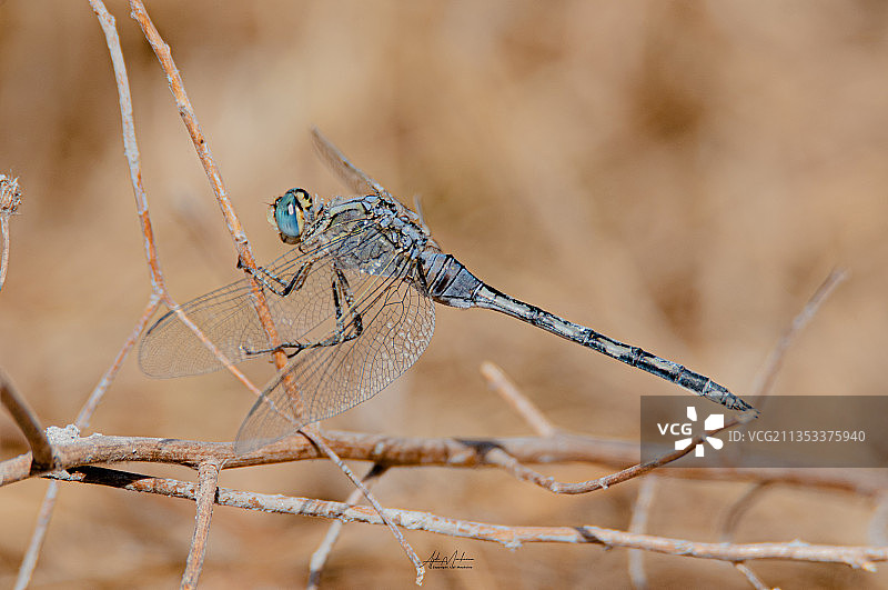 小树枝上蜻蜓的特写镜头图片素材