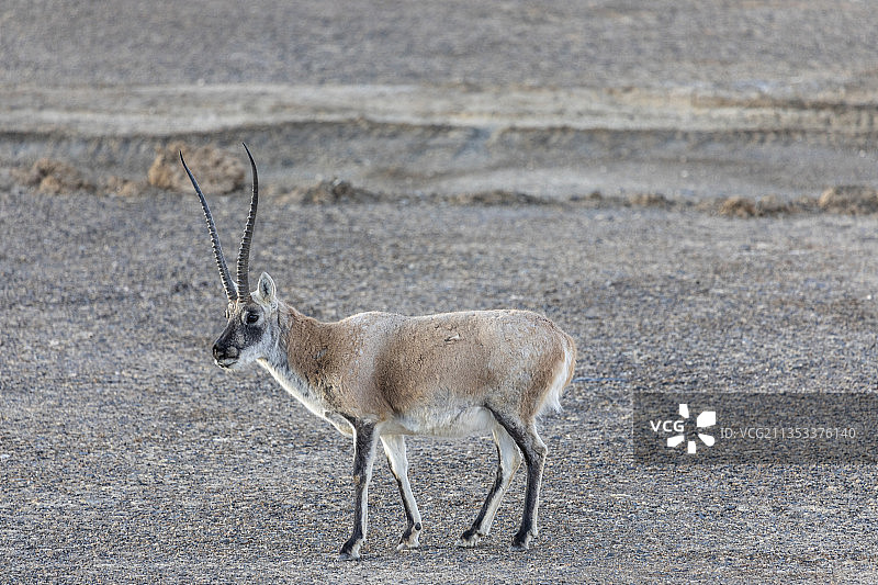 一只公藏羚羊图片素材