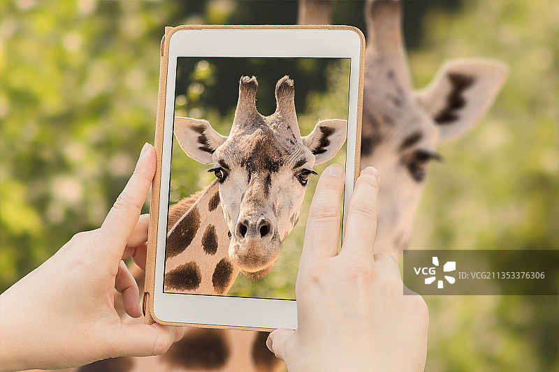 拍摄树丛前长颈鹿的局部特写图片素材