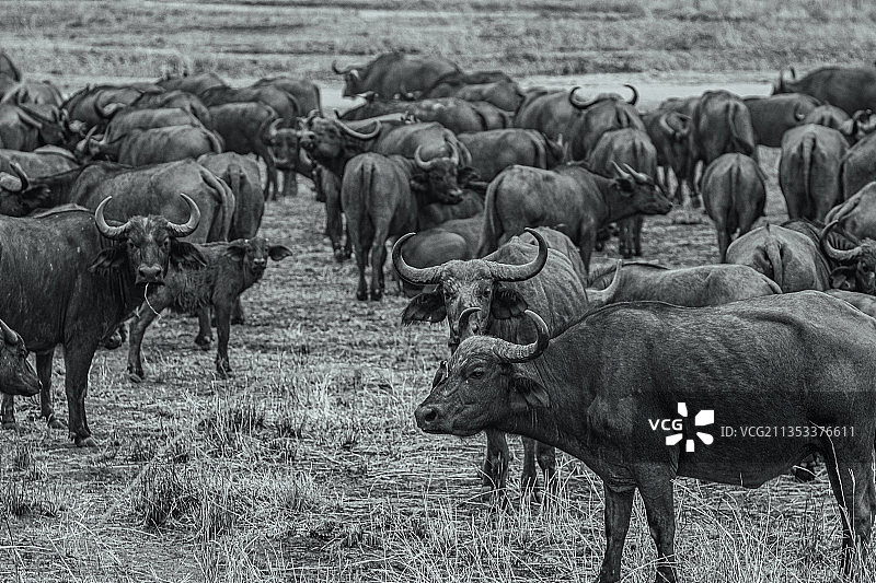 奶牛站在田野上的侧视图图片素材