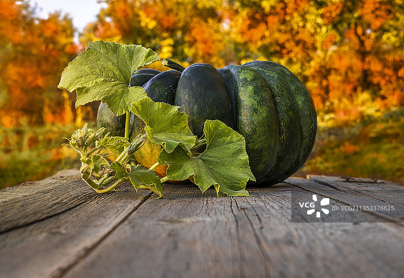 秋季木桌上的南瓜特写图片素材