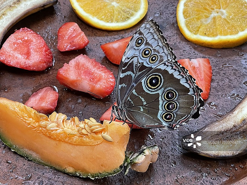 餐桌上的三文鱼片和柠檬片高角度视图图片素材