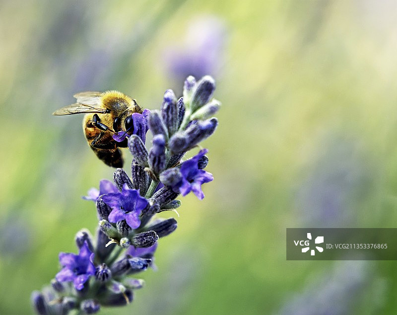 蜜蜂在紫色花朵上采蜜特写，美国加利福尼亚州森尼维尔图片素材