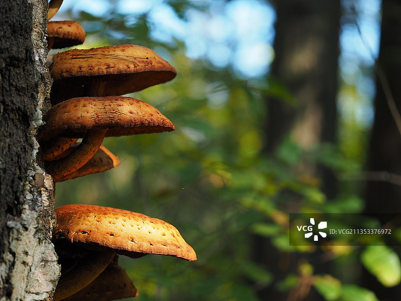 树干上生长的蘑菇的特写镜头图片素材