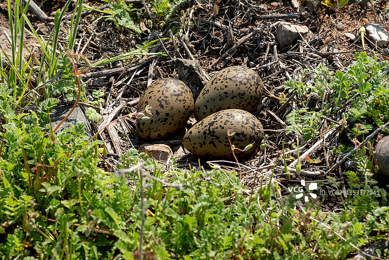 智利上空视角的田野上的鸡蛋图片素材
