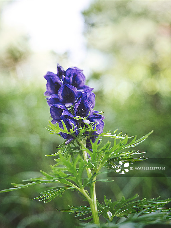 紫色开花植物特写，奥地利利恩茨图片素材