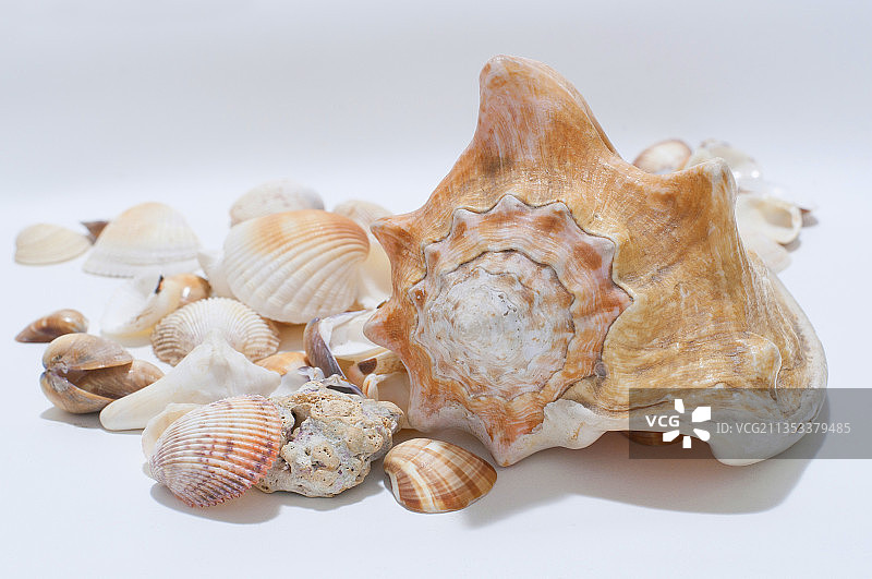 巴西白色背景上的贝壳特写图片素材