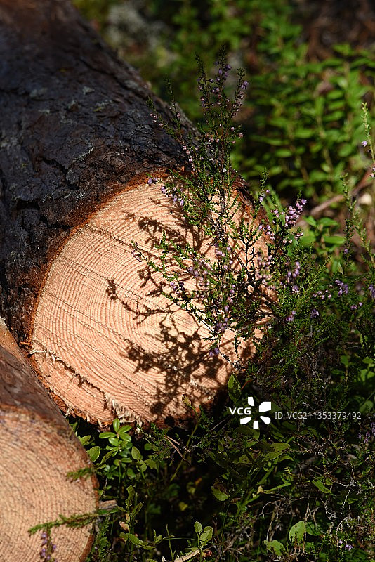 田野中树干高角度景观图片素材