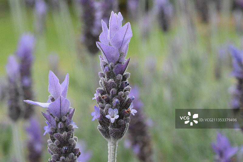 新西兰奥克兰紫色植物特写图片素材
