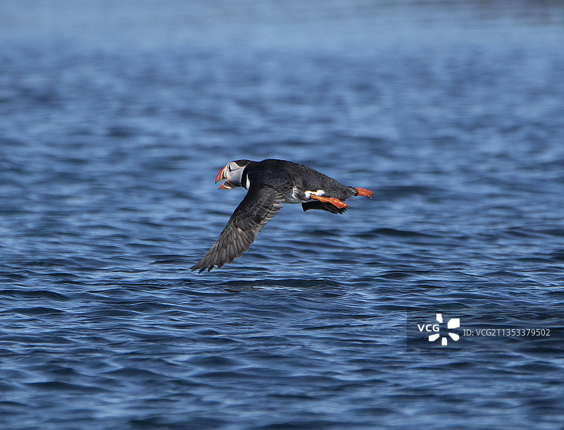 海燕飞越海洋的景象图片素材