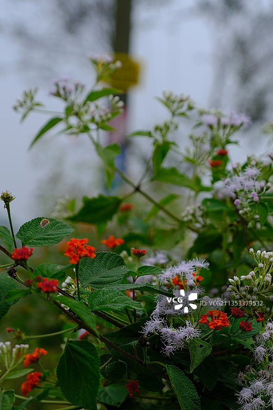 印度喀拉拉邦的开花植物特写，背景虚化图片素材