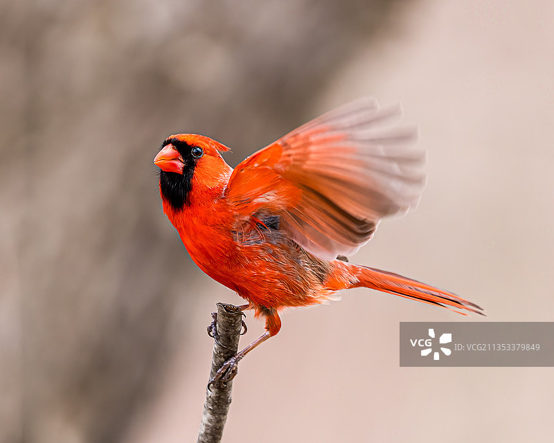 栖息在树枝上的北美红雀特写，美国宾夕法尼亚州阿波罗图片素材