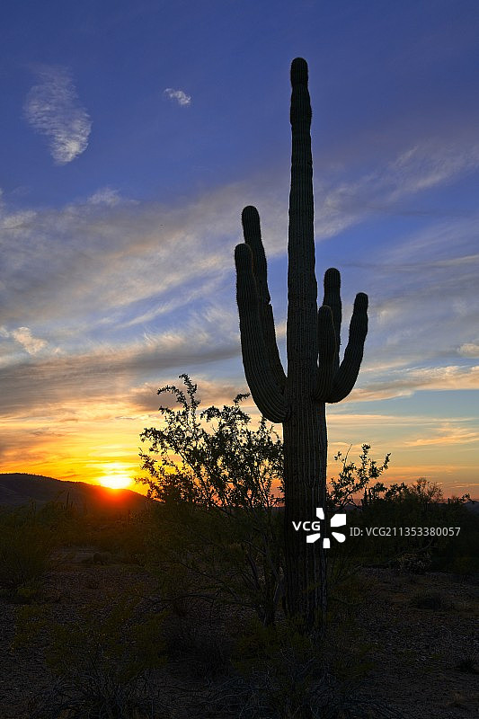 日落时分，田野上仙人掌的剪影图片素材
