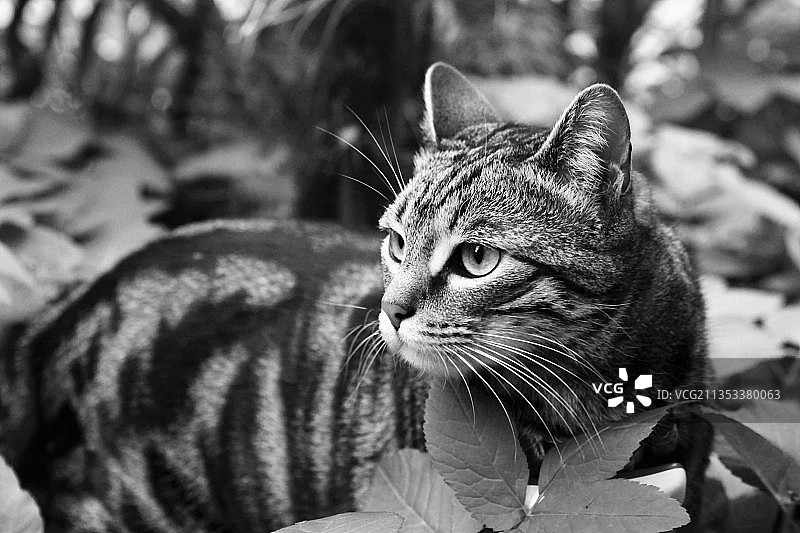 猫的特写，德国卡尔斯鲁厄图片素材