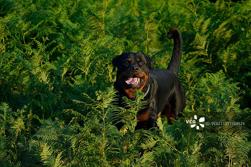 田野上吐舌头的狗的画像图片素材