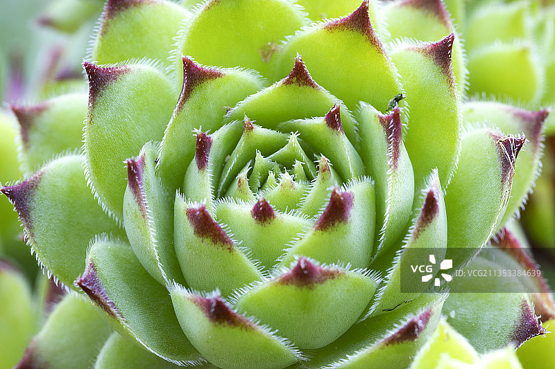 特写的仙人掌图片素材