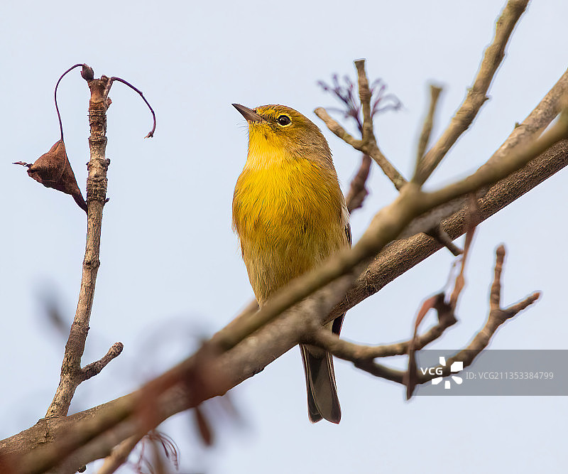 低角度拍摄：鸣莺栖息在树枝上图片素材