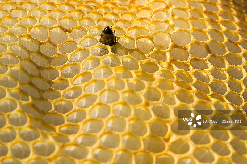 蜂窝上的蜜蜂特写，于克勒，比利时图片素材