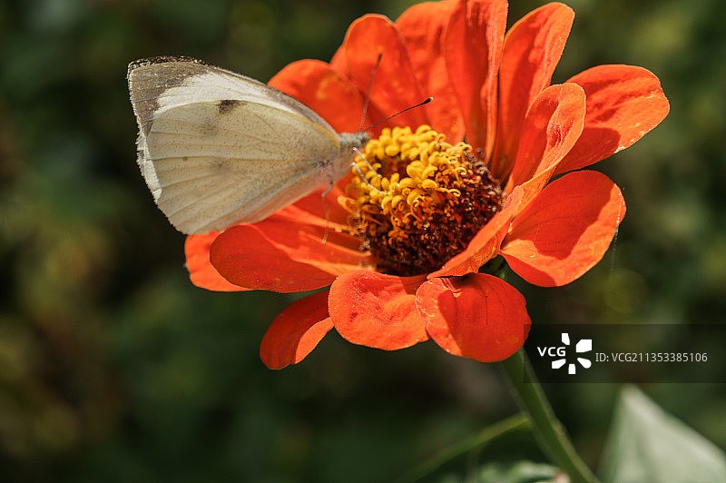 蝴蝶在花朵上采蜜特写，俄罗斯图片素材