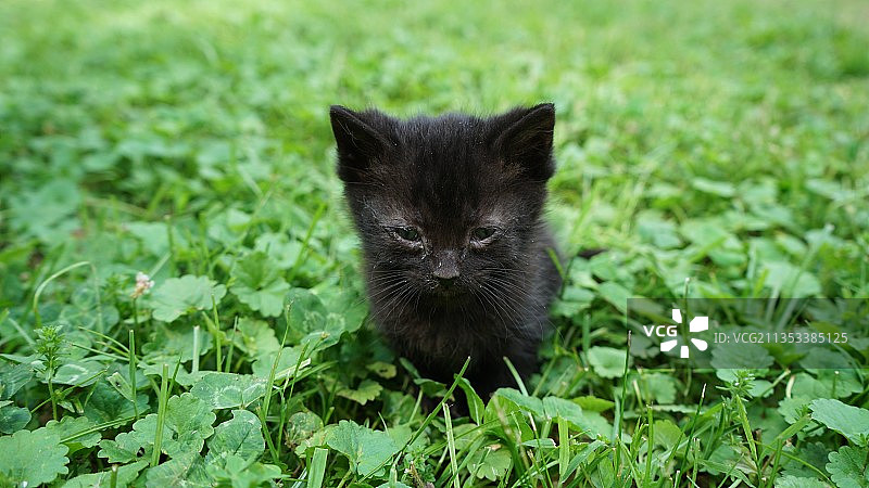 草地上的猫肖像图片素材