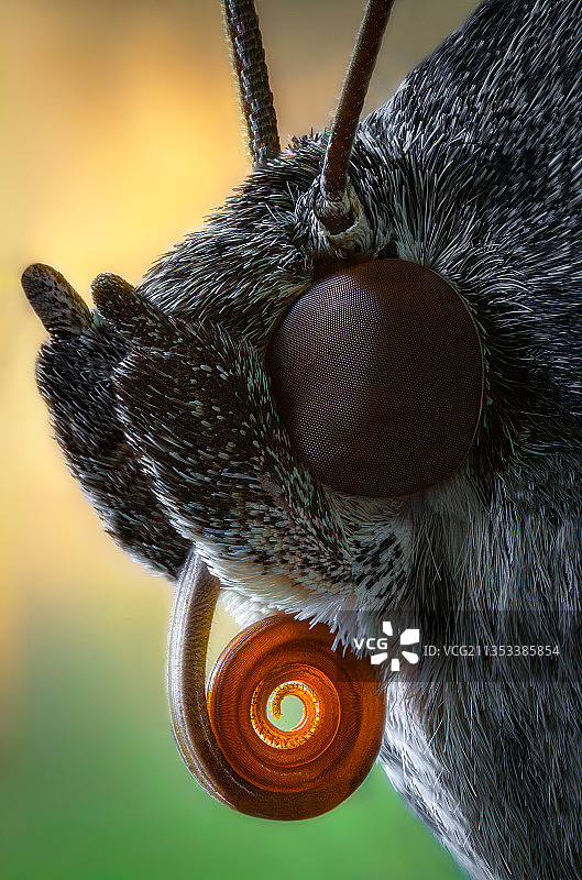 昆虫特写，哈萨克斯坦图片素材