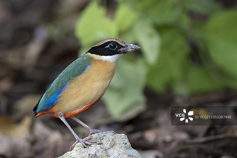 翠鸟栖息于岩石特写图片素材