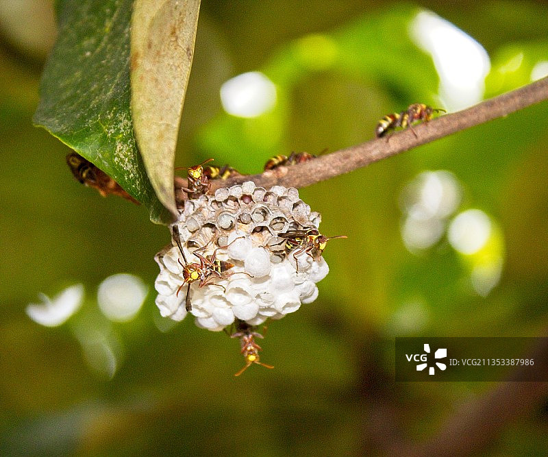 菲律宾邦阿西楠省卡拉西奥白色花卉植物特写图片素材
