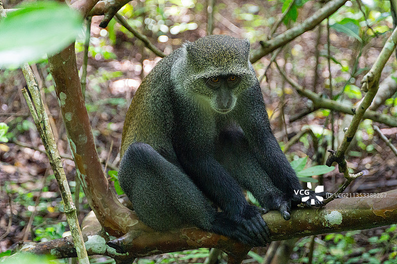 树上的蓝色猴子特写图片素材