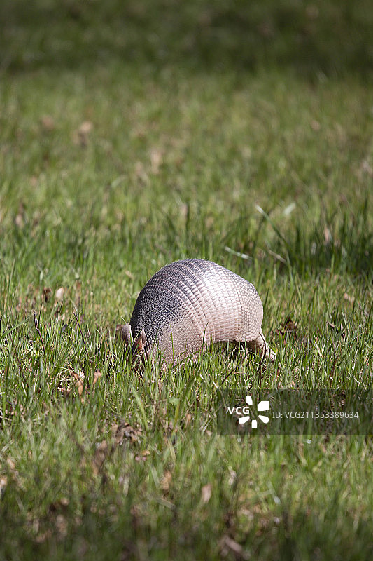 田野蘑菇特写图片素材